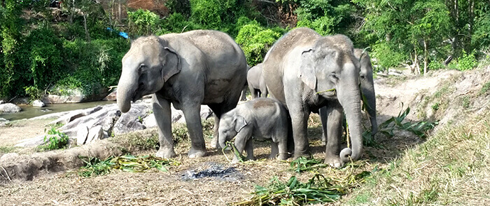 Elephant Sanctuary Chiang Mai Thailand